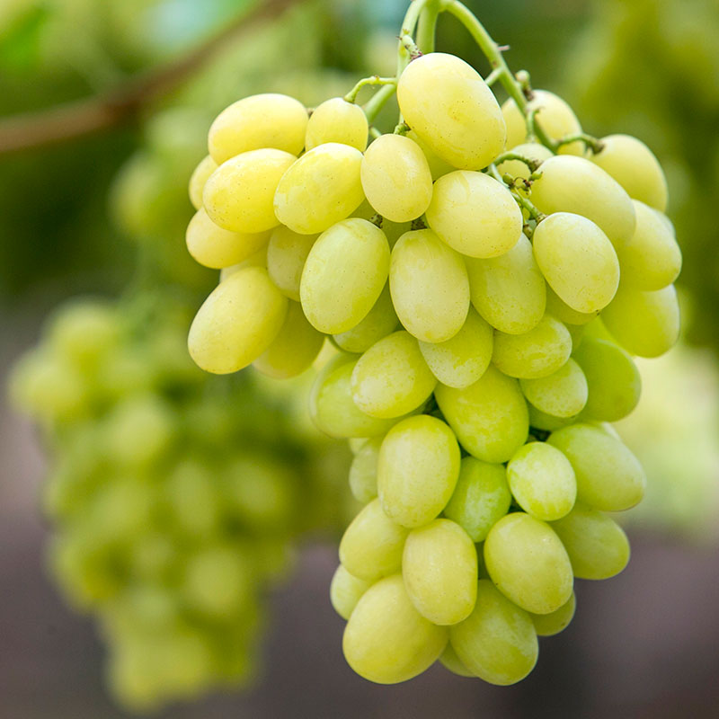Uvas